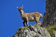 Alle sorgenti del Brembo, passando in quota dal Calvi al Longo il 24 agosto 2017 - FOTOGALLERY